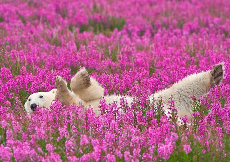 Macintosh HD:Users:gregoirecanlorbe:Desktop:Polar bear among flowers.jpg